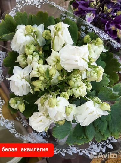 Аквилегия, водосбор