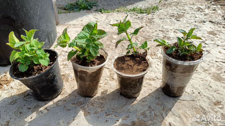 Монарда. Бронь