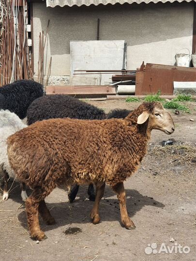 Овцы бараны ягнята