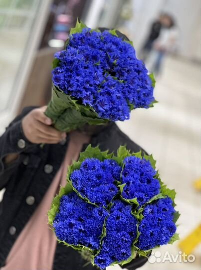 Васильки цветы