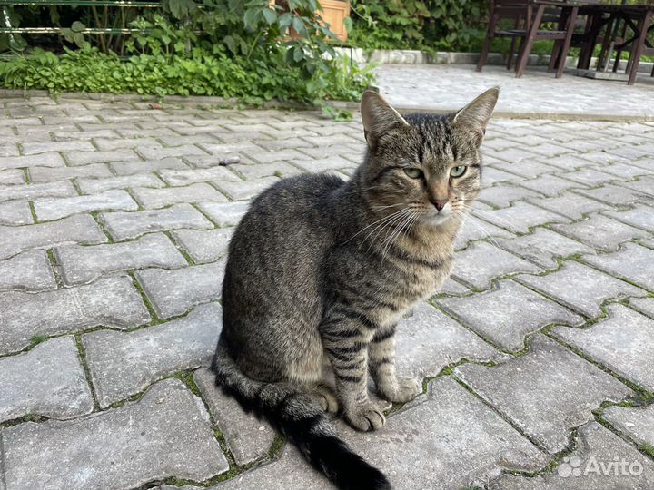 Добродушный ласковый кот