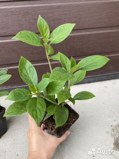 Гортензия метельчая Вимс Ред