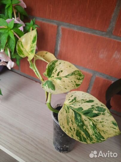 Сциндапсус марбл квин