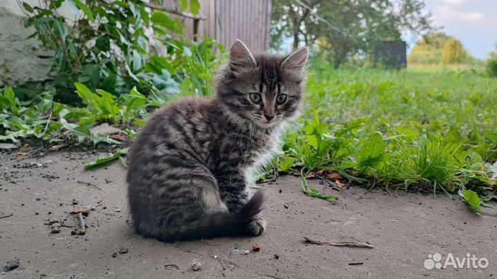 Котята в дар