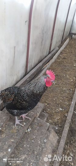 Гусак+ гусыня, обмен на цыплят