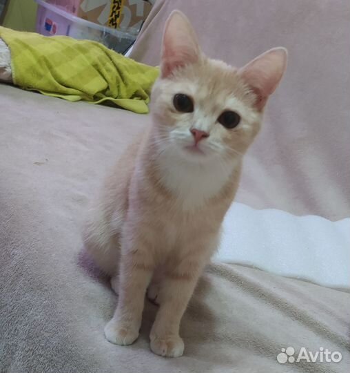 Кошечка в добрые руки