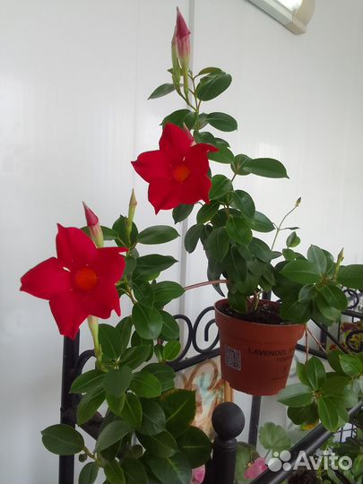 Дипладения