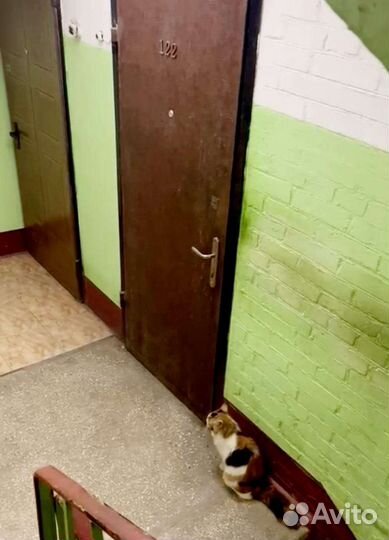 Кошка в дар бесплатно