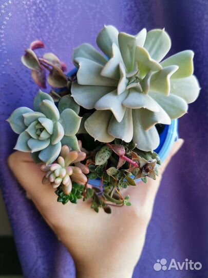 Мини садики из суккулентов, эчеверии, крассулы