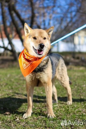 Собака в добрые руки, Феникс