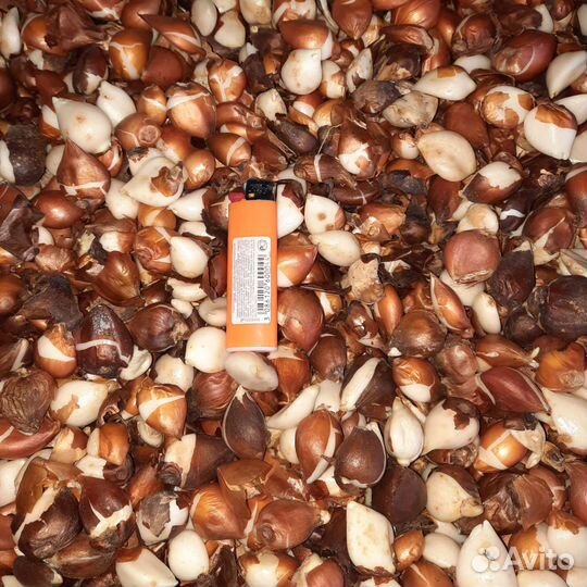 Луковицы тюльпана после выгонки