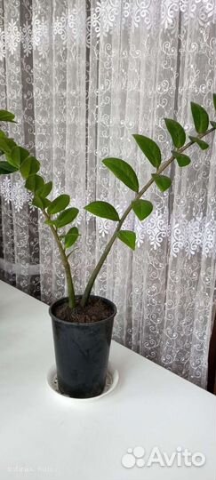 Замиокулькас долларовое дерево