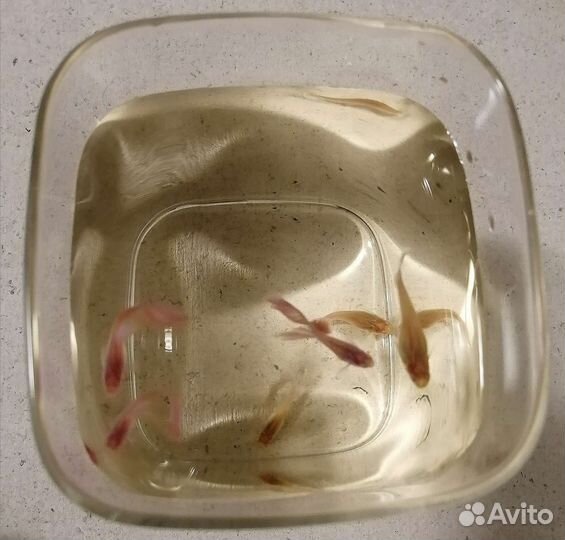 Гуппи чистая линия жемчужно-розовые альбиносы