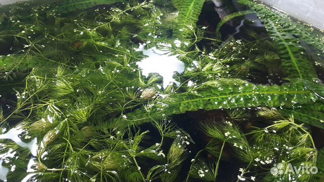 Аквариумные рыбки и растения