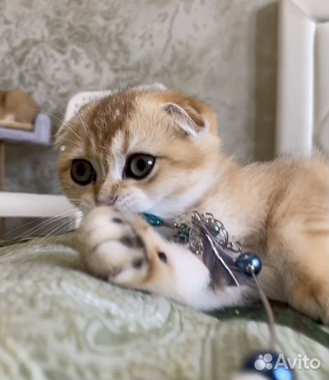 Шотландская золотая шиншилла