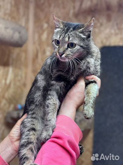 Кошки в добрые руки бесплатно