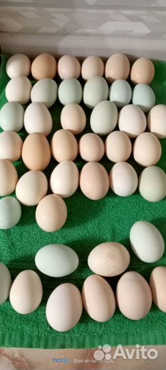 Яйца домашней курочки