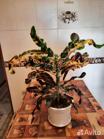 Кротоны редкие