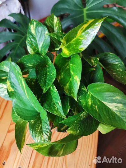 Сциндапсус эпипремнум