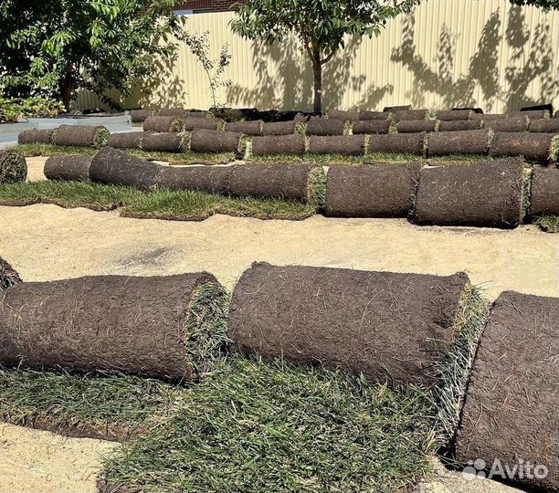 Рулонный газон с укладкой