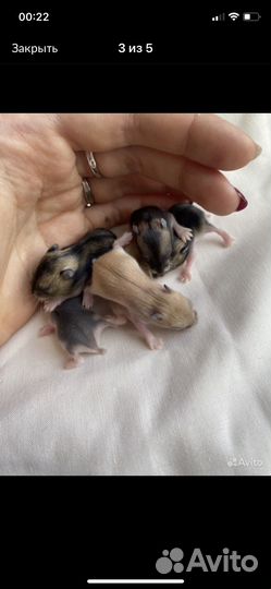 Джунгарские хомяки ручные малыши