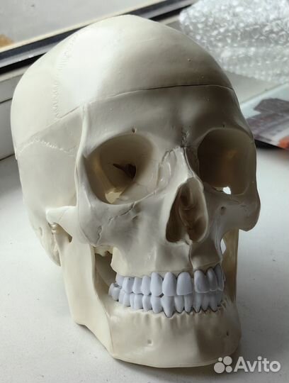 Анатомический череп