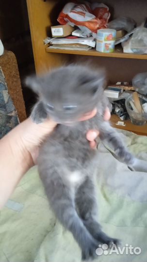 Котенок мальчик