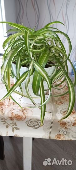 Пальма панданус