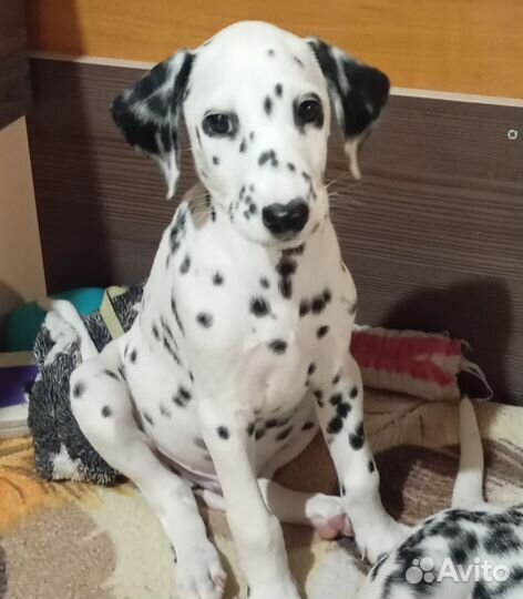 Щенки далматина