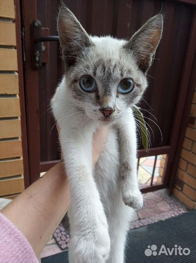Котик ищет дом