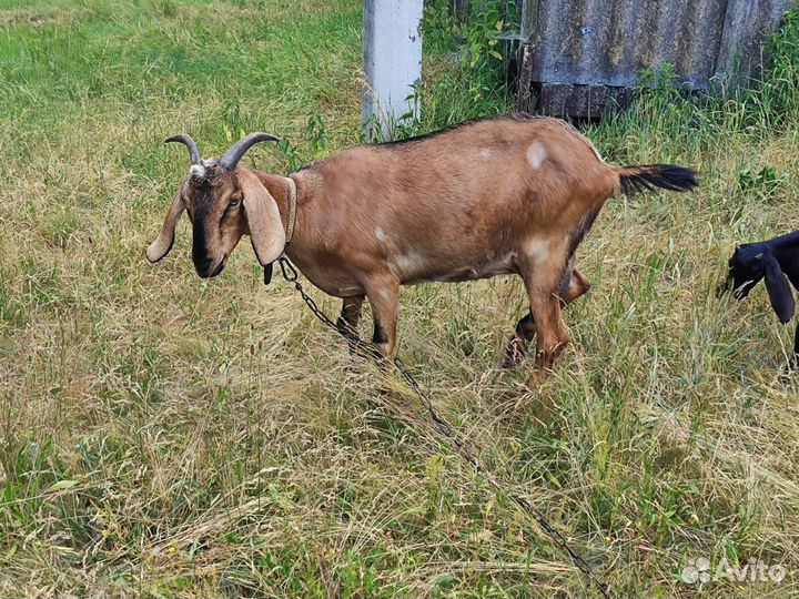 Нубийские козы и козел Камори, козлята
