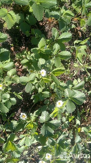 Клубника садовая (рассада в стаканчиках)