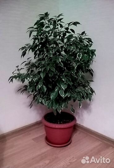 Фикус Бенджамина пестролистный