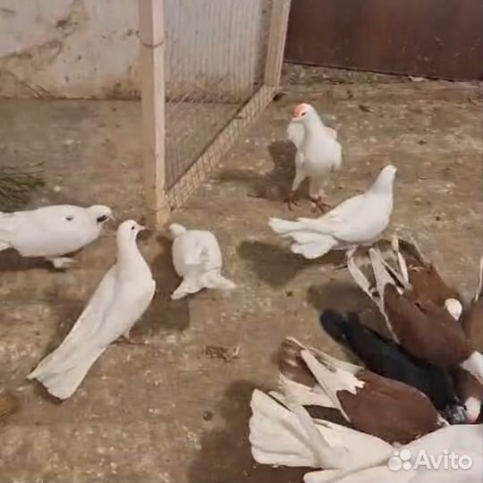 Голуби Бакинские бойные широкохвостые