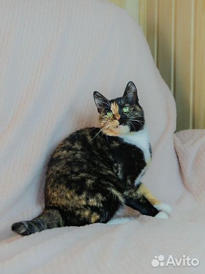 Ласковая кошечка