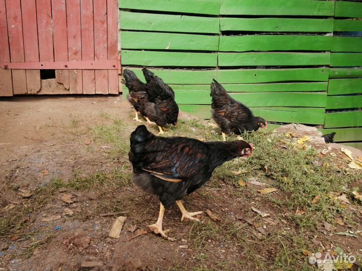 Петушки породы Барневельдера
