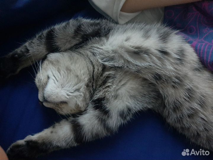 Отдам кота в добрые руки
