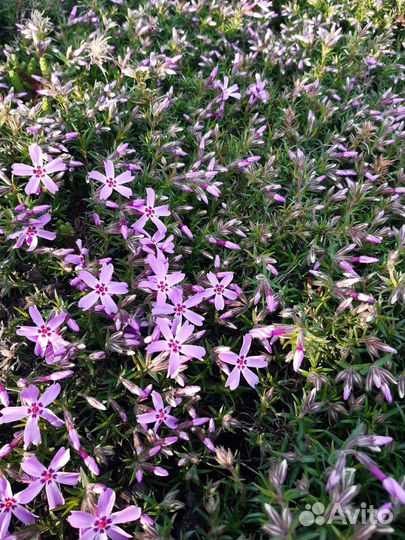Флокс шиловидный(альпийский)