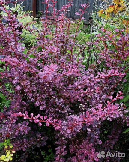 Колоновидные яблони и доугое )