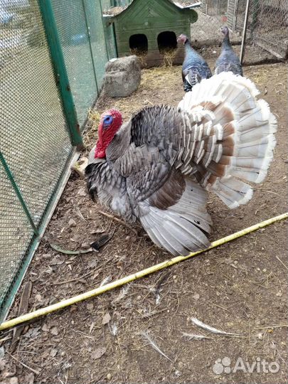 Индюки на племя