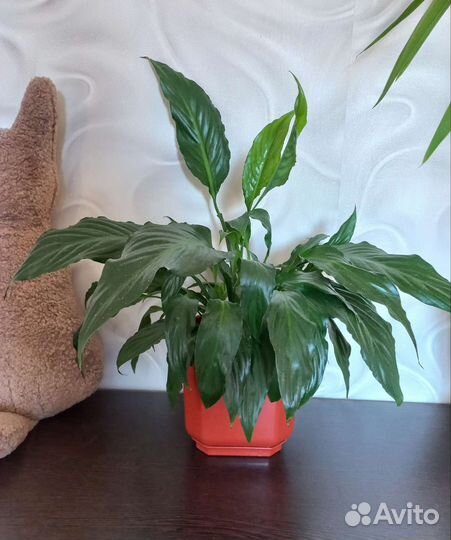 Спатифиллум