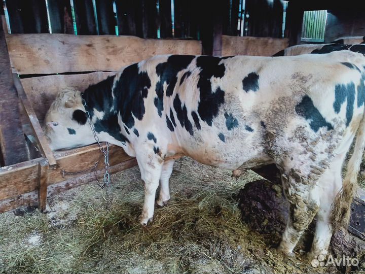 Продам быков