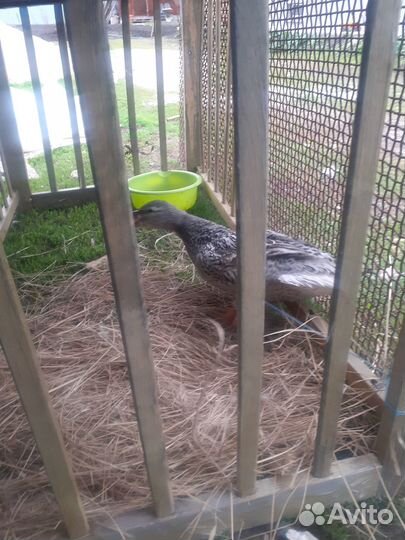 Подсадная Утка