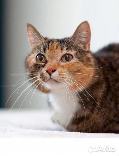 Кошечка Софа ищет дом