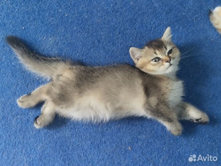 Британский котик