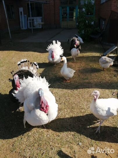 Комбикорм,травяная гранула,премикс и др