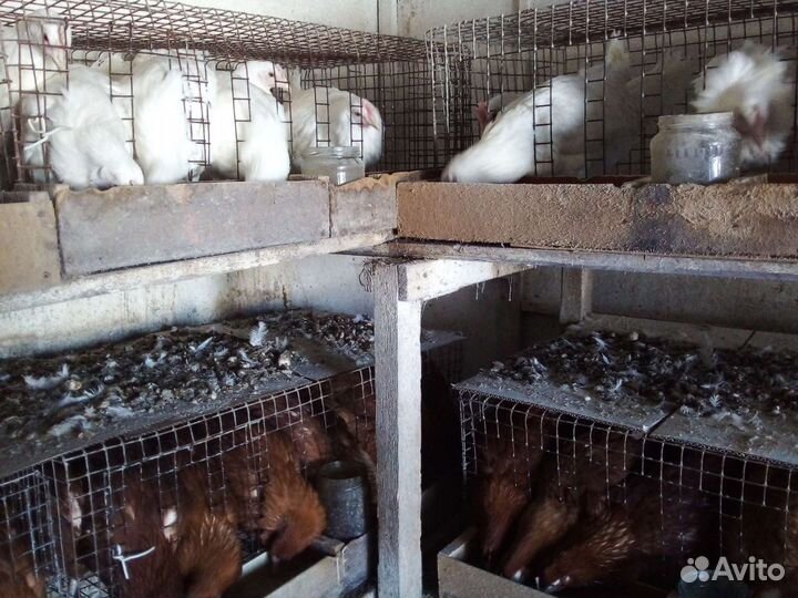 Продаем хороших кур и петухов