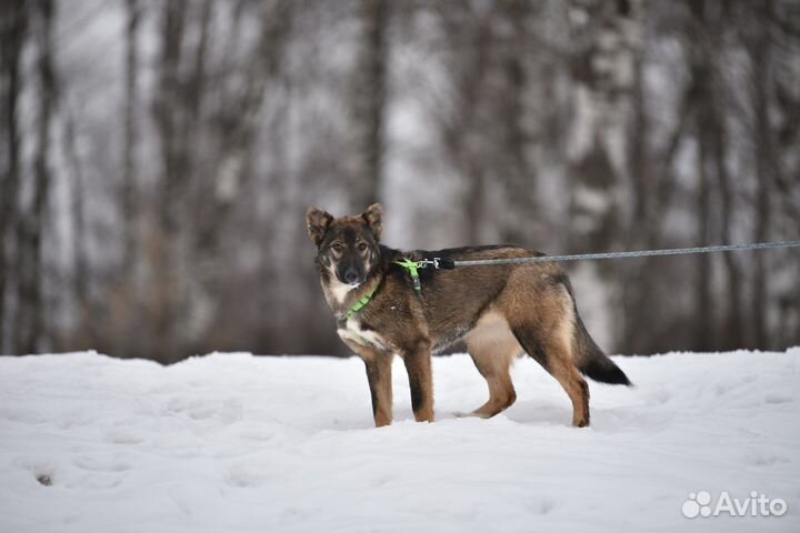 Собака. Небольшая из приюта. Девочка