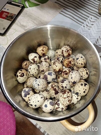 Яйца перепелиные домашние