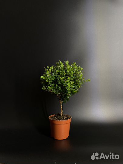 Мирт мирсина африканская